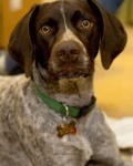 image of animal