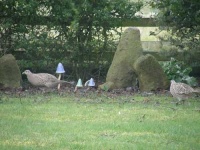 image of partridge