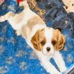 image of animal