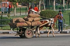 image of horse_cart #6