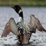 image of bird