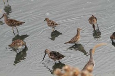image of dowitcher