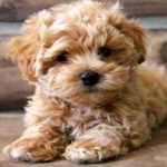 image of animal