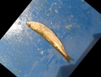 image of fish