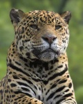 image of jaguar_car