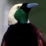 image of bird