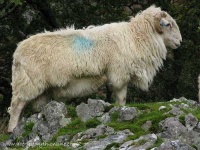 image of ram