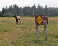 image of animal