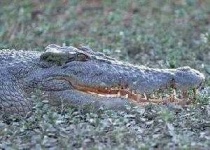 image of animal