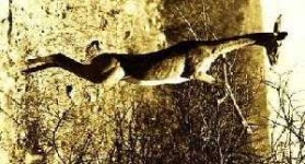 image of gerenuk