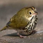 image of bird