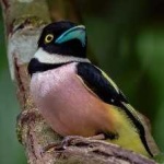 image of bird