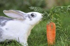 image of animal