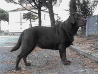 image of labrador_retriever
