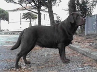 image of labrador_retriever #18