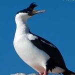 image of bird