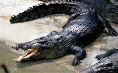 image of crocodile