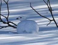 image of ptarmigan