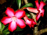 image of flower