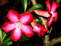 image of desert_rose #8