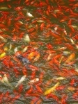 image of goldfish