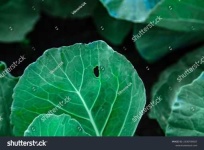 image of damage_to_cabbage_leaves