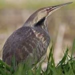 image of bird