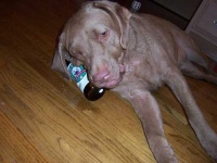 image of chesapeake_bay_retriever