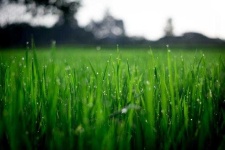 image of grass