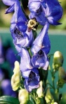 image of flower