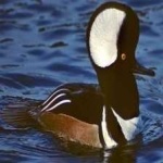 image of bird