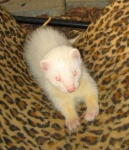 image of polecat