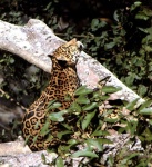 image of jaguar_car