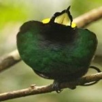 image of bird