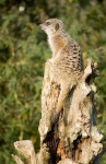 image of meerkat