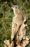 image of meerkat #28