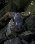 image of weasel
