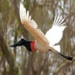image of bird