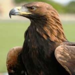 image of bird