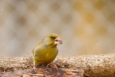 image of animal