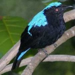 image of bird