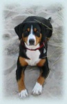 image of entlebucher