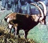 image of ibex