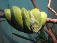 image of green_snake #17