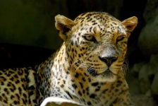 image of animal