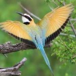 image of white_throated_bee_eater #18