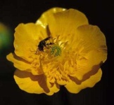 image of flower