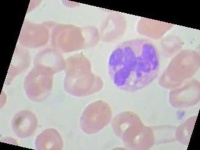 image of blood_cell