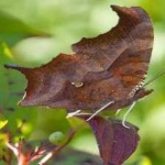 image of animal