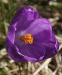 image of flower